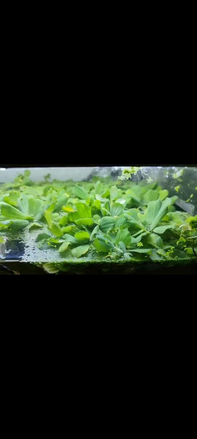 Plante flottante