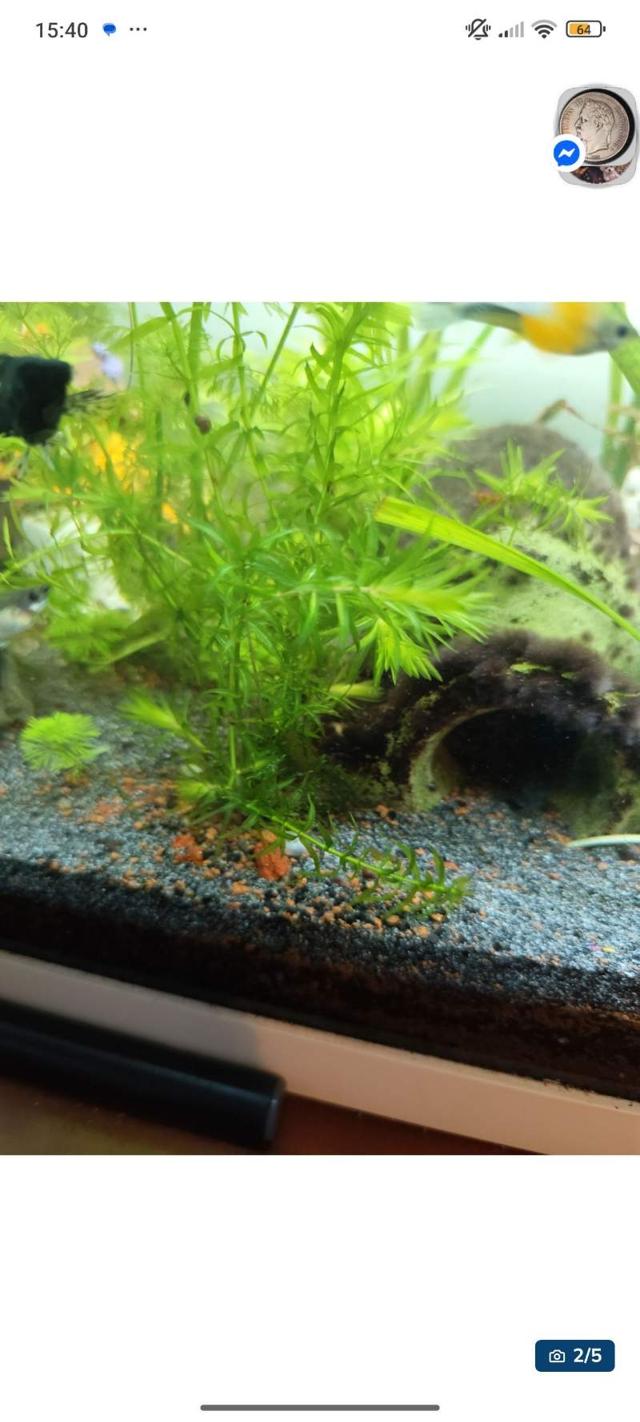 Lot de plante
