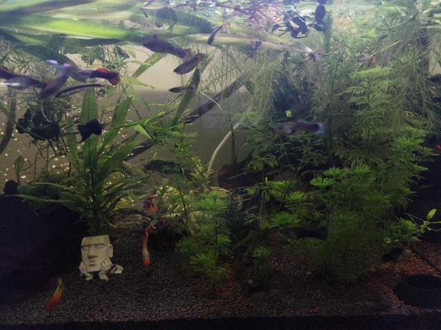 Guppy