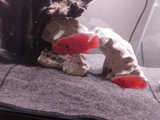 Hemichromis lifalili