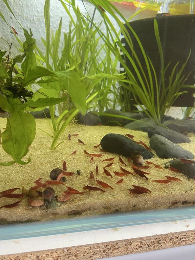 Neocaridina red