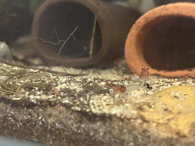 Neocaridina rili red