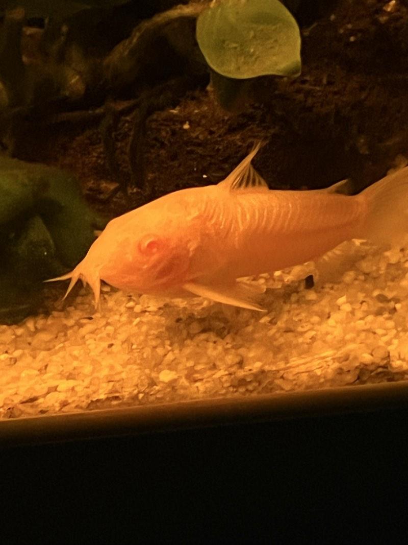 Banc de 5 corydoras albinos, 20€ le 5