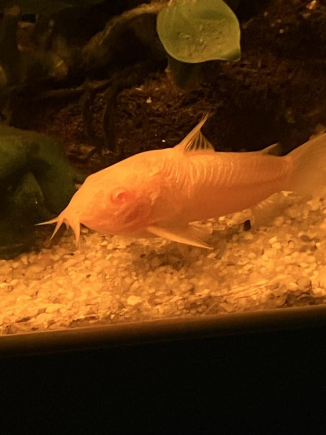 Banc de 5 corydoras albinos, 20€ le 5 à Lyon