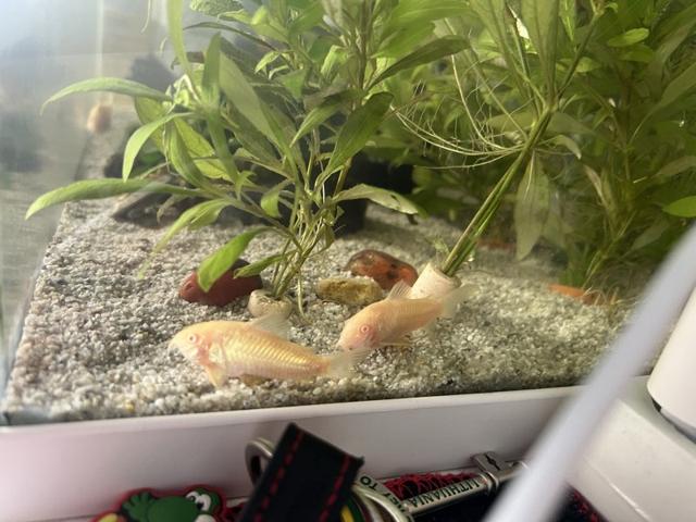 Banc de 5 corydoras albinos, 20€ le 5