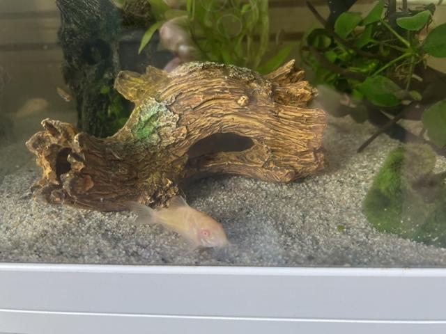 Banc de 5 corydoras albinos, 20€ le 5