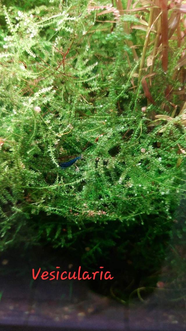 Diverses plantes