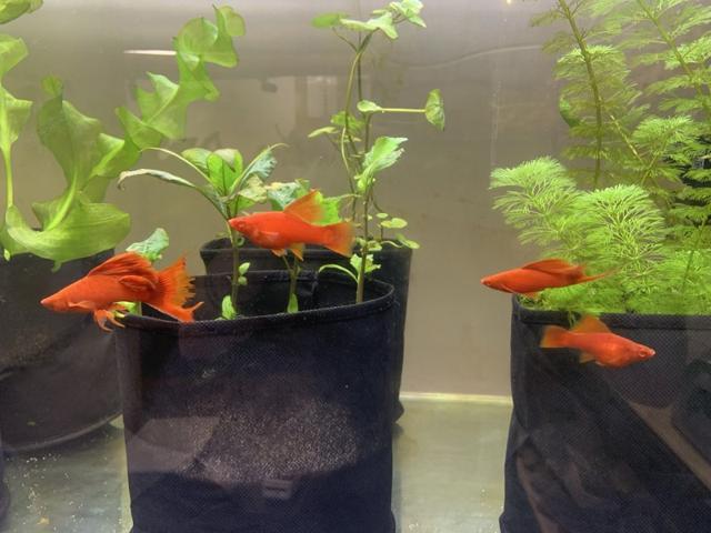 Xiphophorus helleri cauliflower