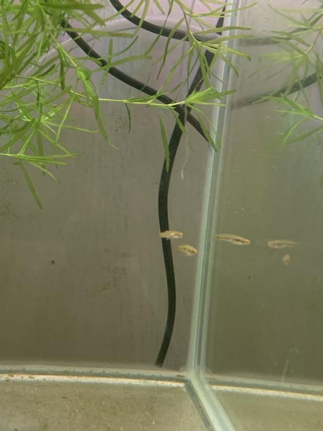 Neoheterendria elegans