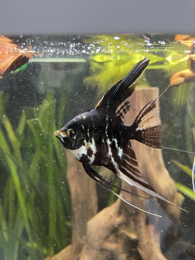 Scalaire marbre Koi x2