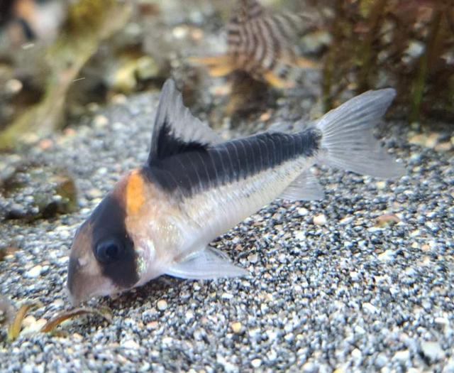 Corydoras duplicareus à Bootzheim