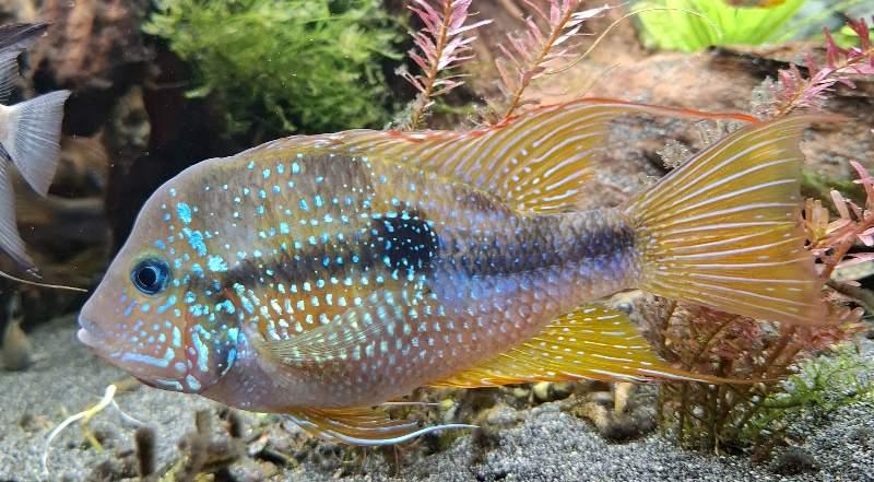 Couples thorichthys ellioti