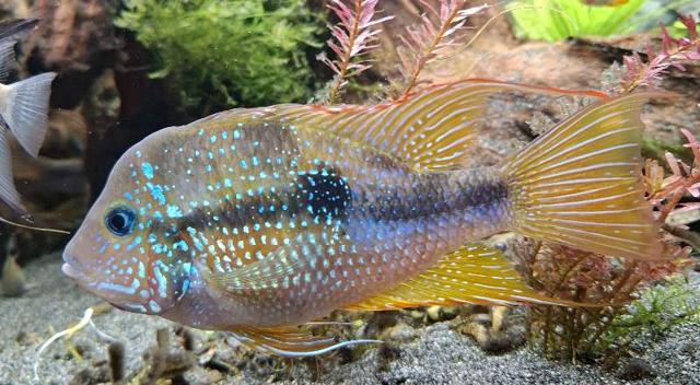 Couples thorichthys ellioti à Bootzheim