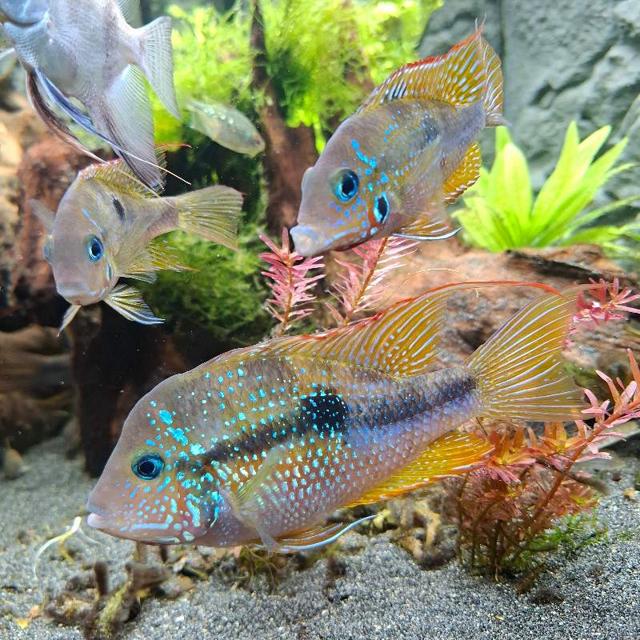 Couples thorichthys ellioti
