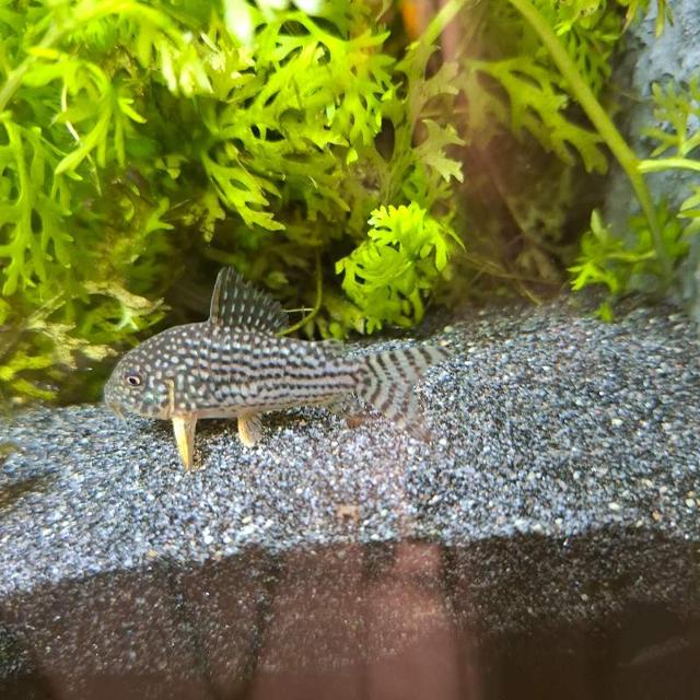 Corydoras sterbai à Bootzheim