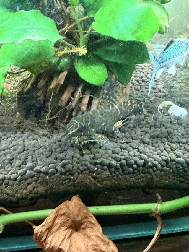 Synodontis voiler