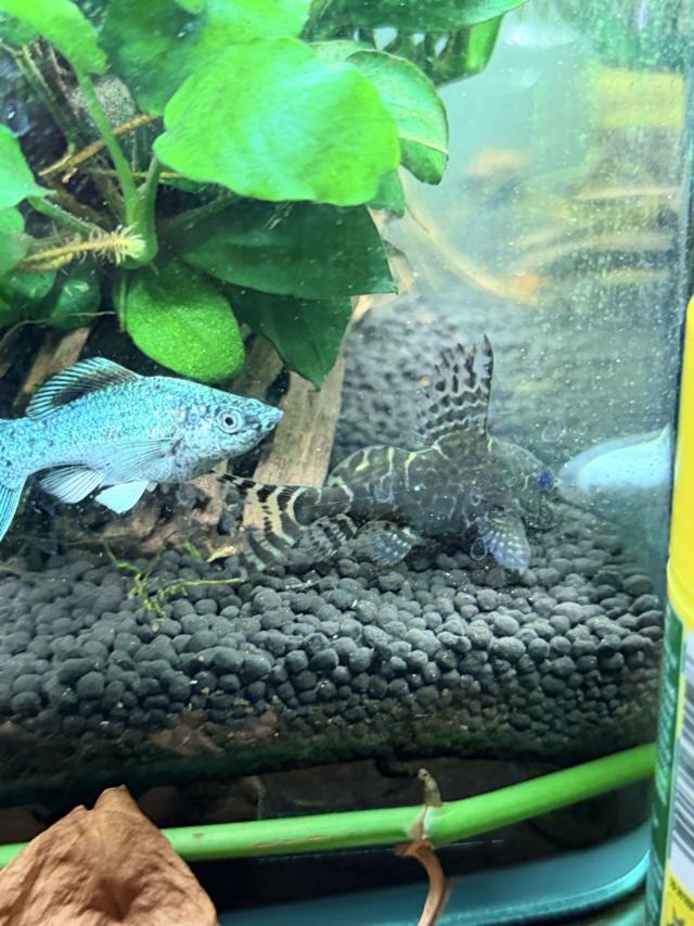 Synodontis voiler