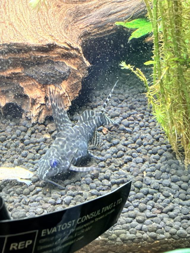 Synodontis voiler