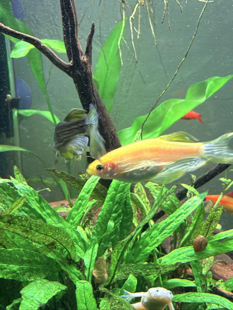 2 Danio voilé danio gold et gris