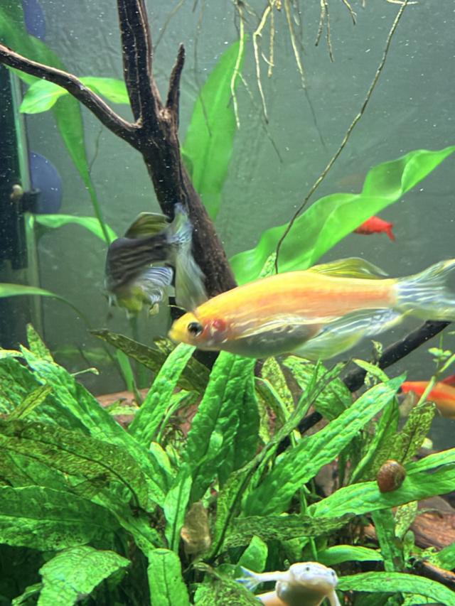 2 Danio voilé danio gold et gris