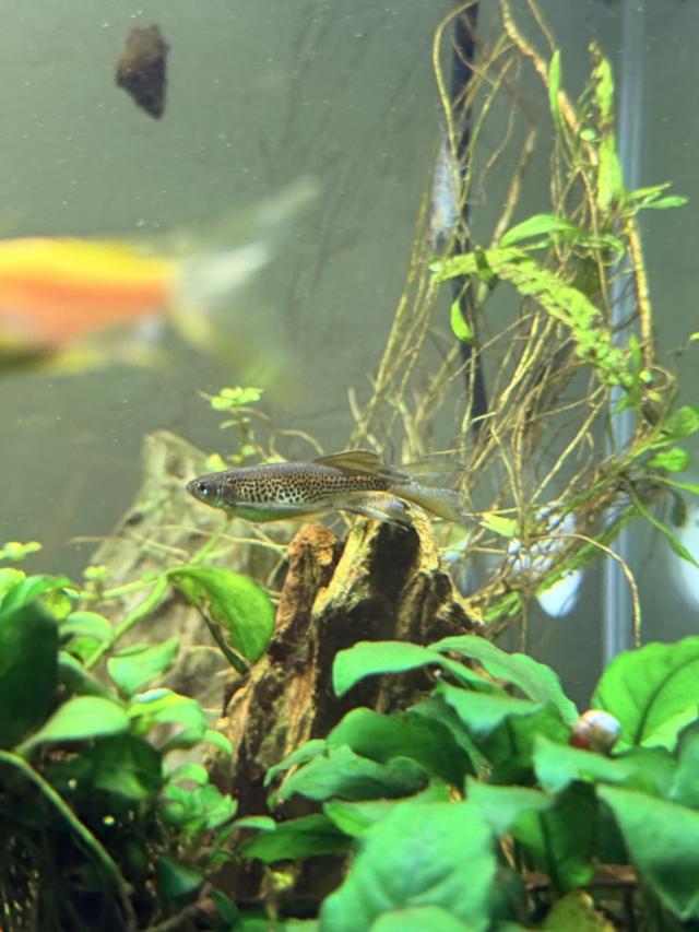 2 Danio voilé danio gold et gris