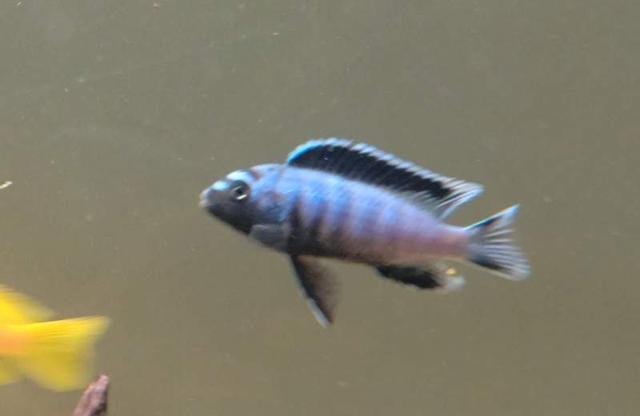Pseudotropheus saulosi