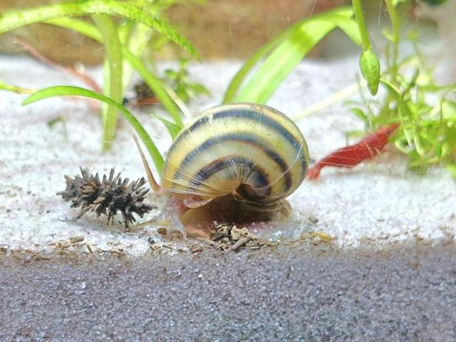 Asolene spixi