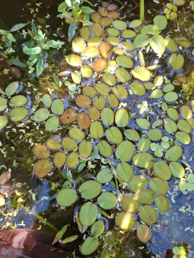 Salvinia Natans à Malijai