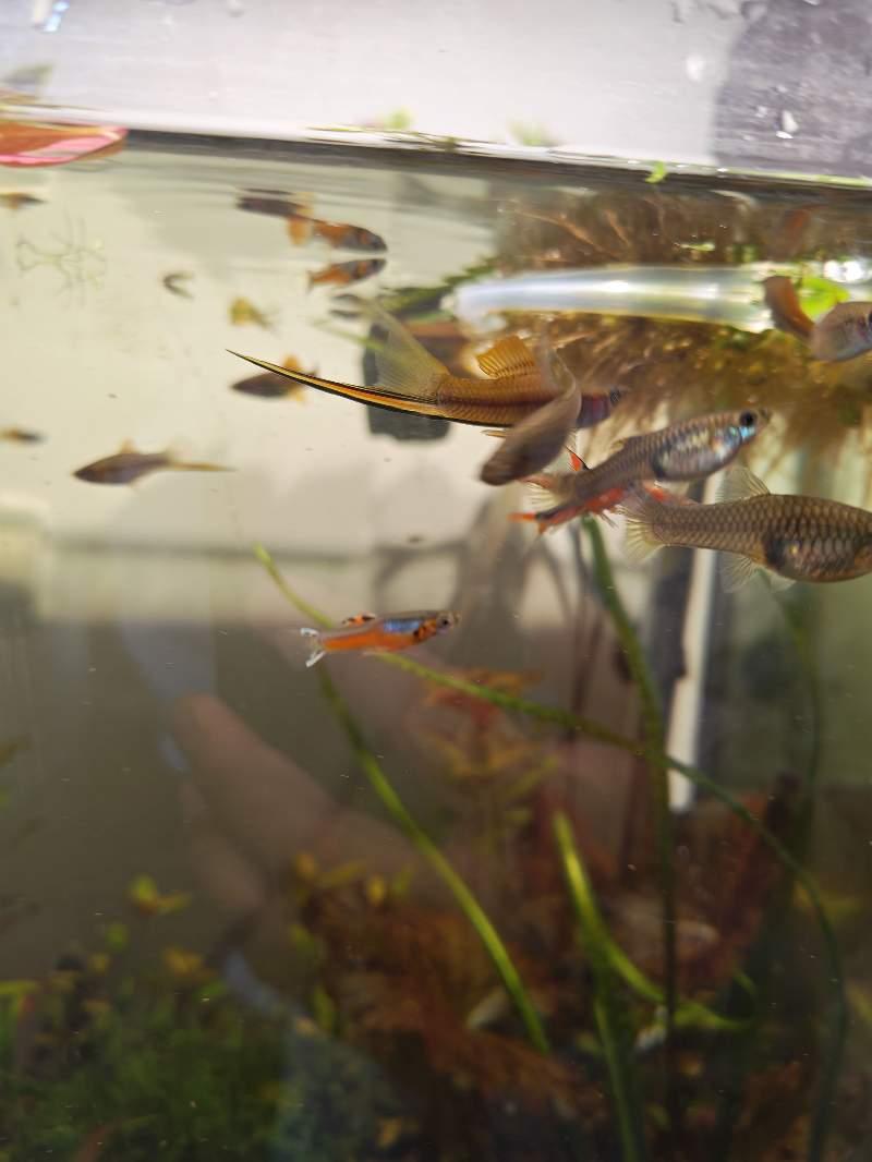 Xiphophorus hellerii