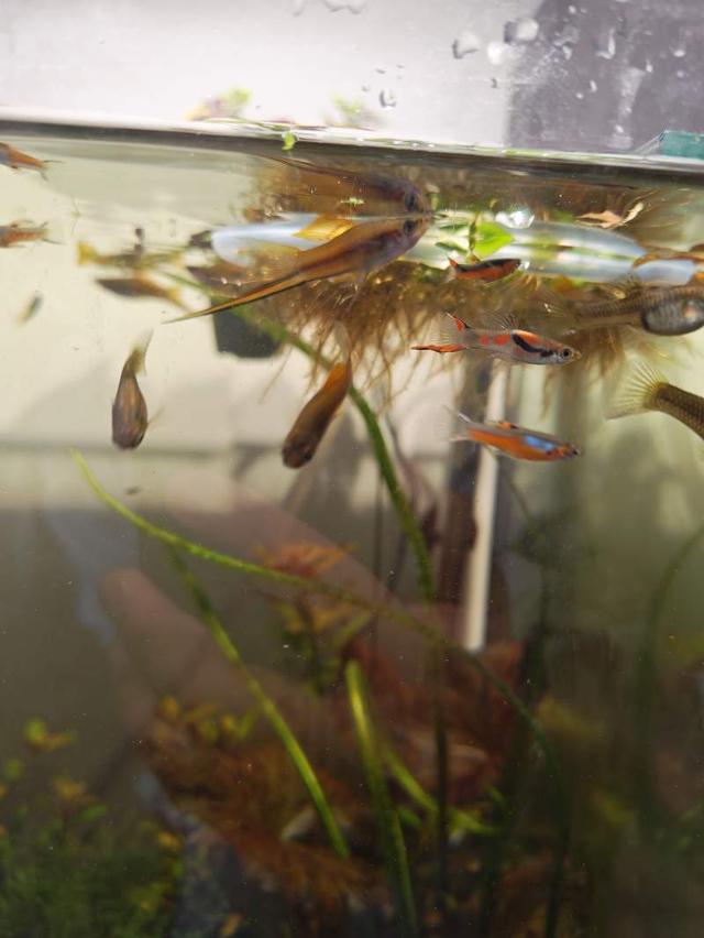 Xiphophorus hellerii