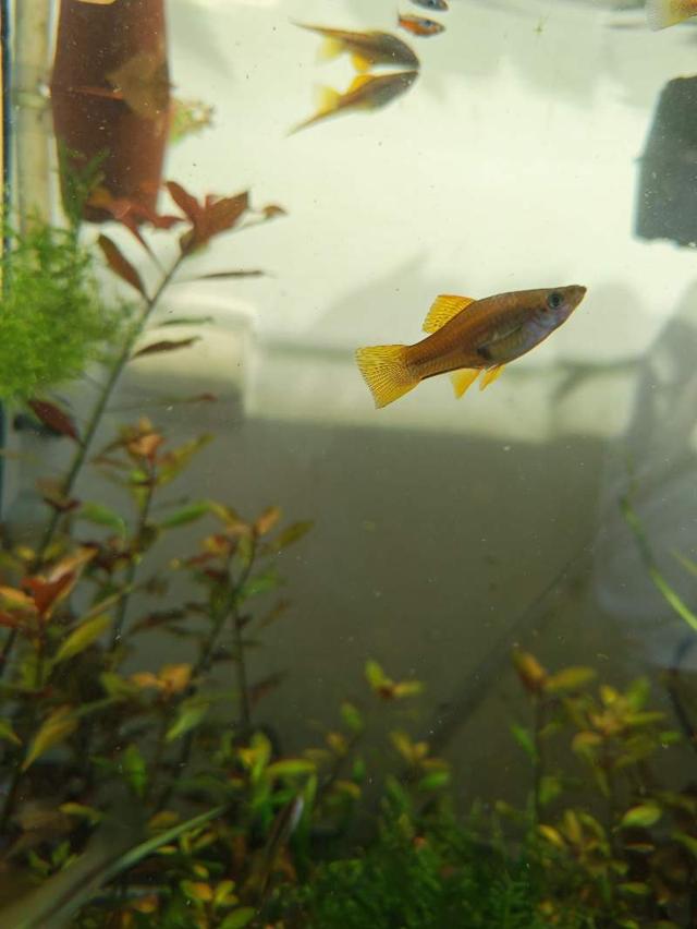 Xiphophorus hellerii