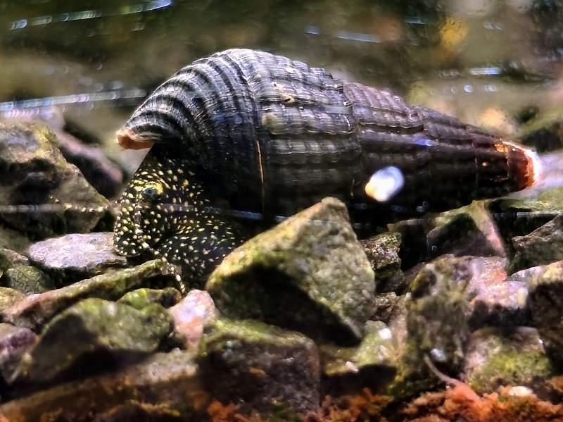 Divers escargot tylomelania
