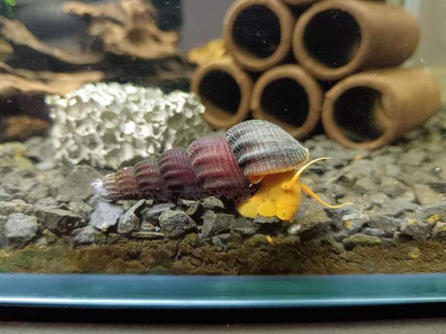 Divers escargot tylomelania