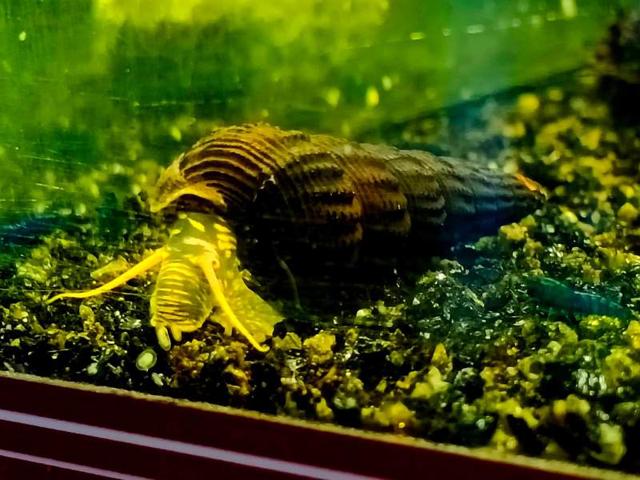 Divers escargot tylomelania