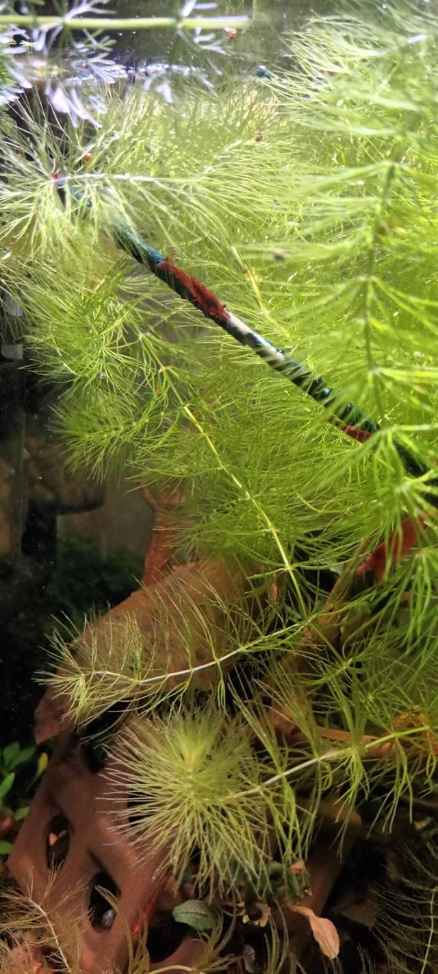 Ceratophyllum demersum