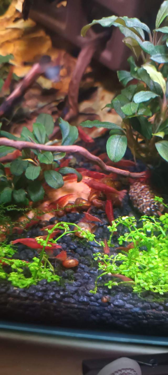 Crevettes Red Sakura