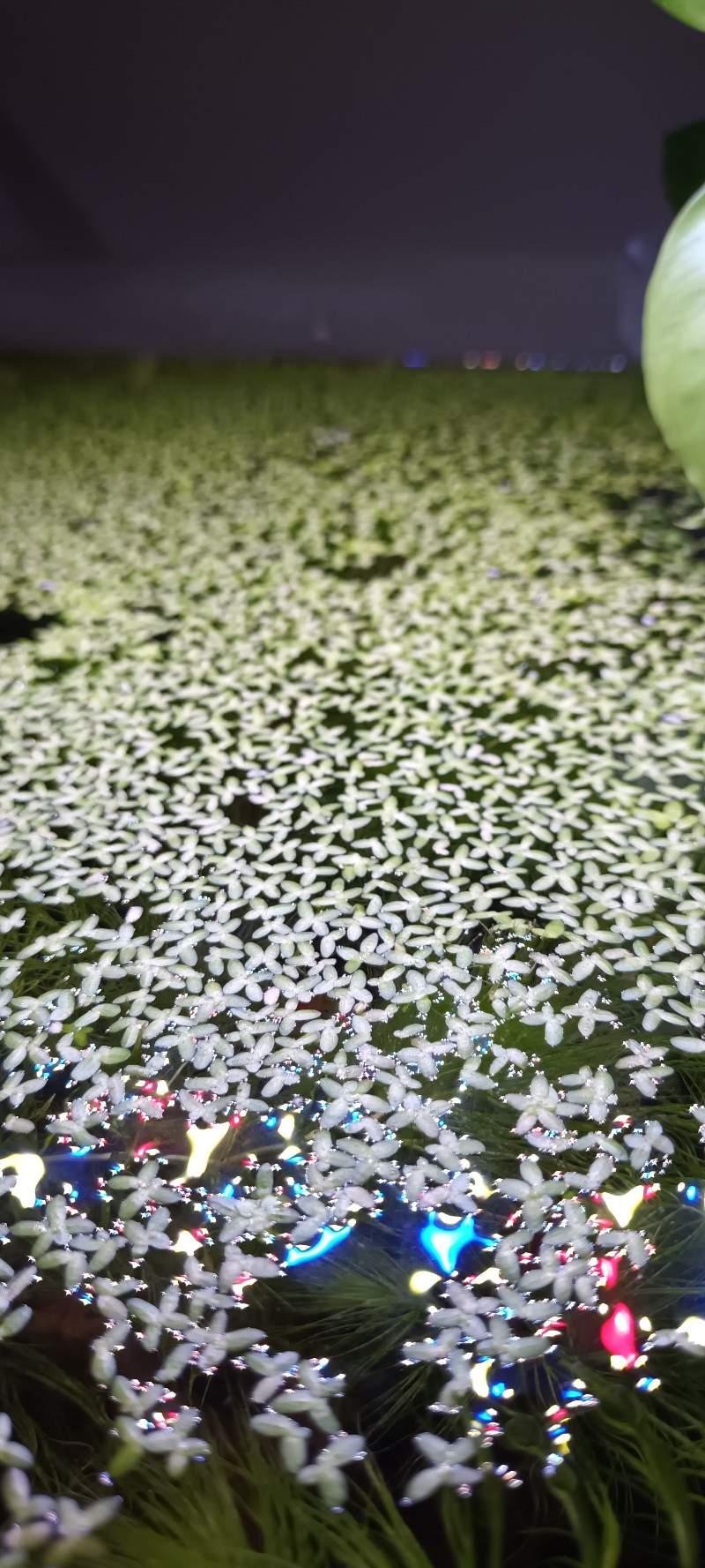 Lentille d'eau tripartie (Lemna trisulca) - Plante