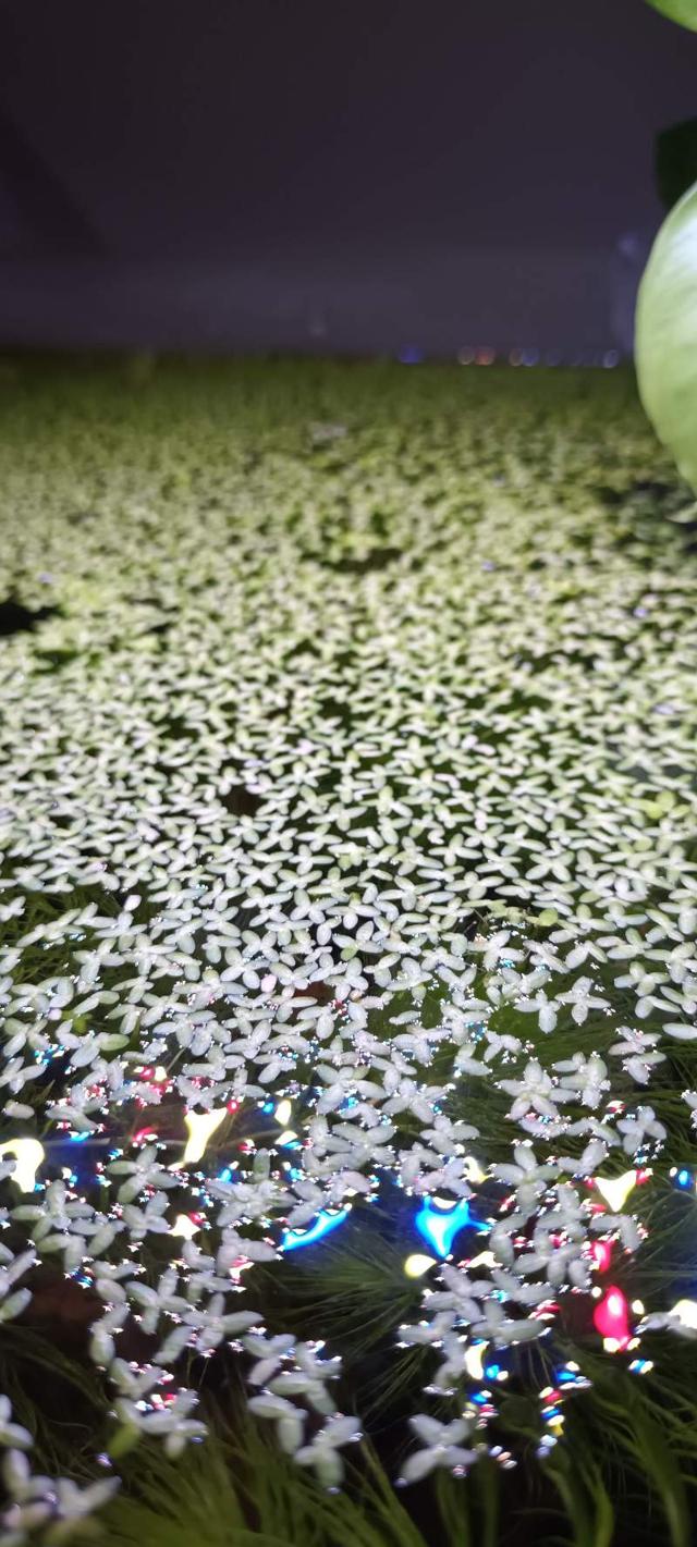 Lentille d'eau tripartie (Lemna trisulca) - Plante