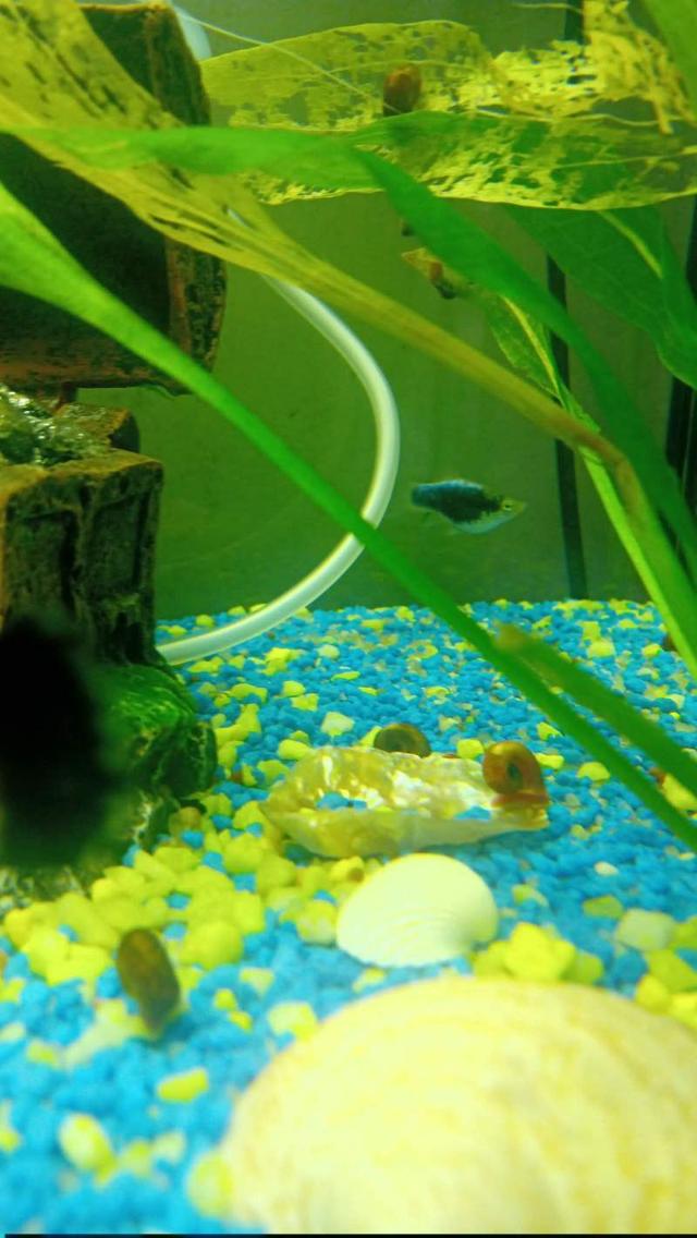 Escargot