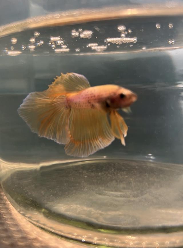 Betta splendens