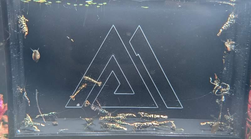 25 Caridina Galaxy