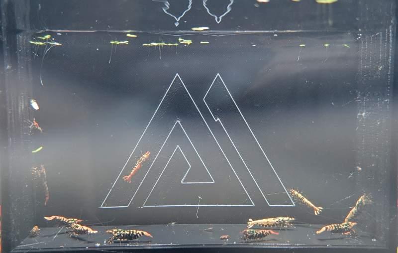 Caridina Galaxy Orange