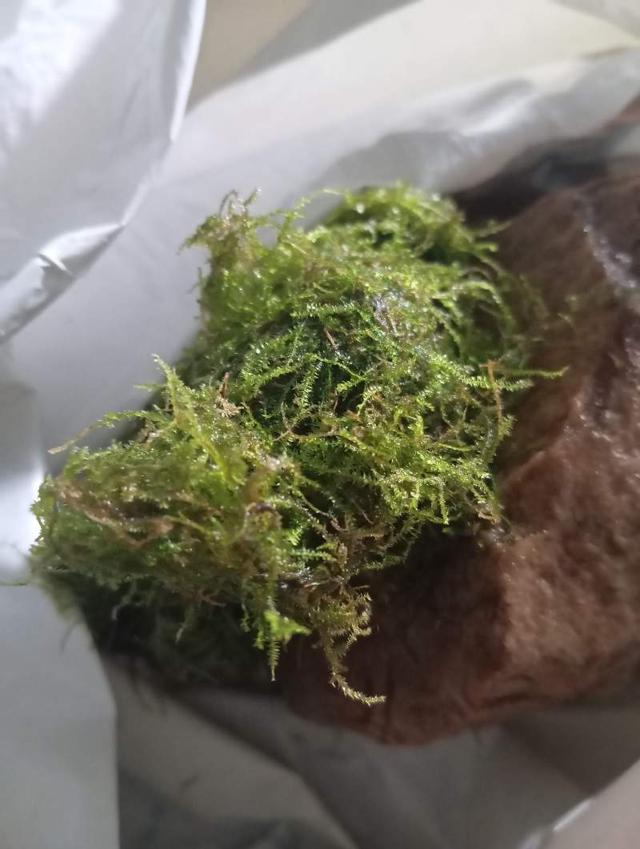 🌱Mousse de java🌱