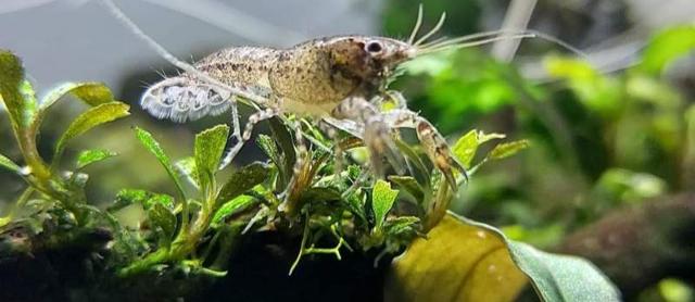 Ecrevisse cambarellus diminutus