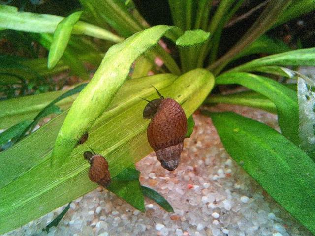 Melanoide granifera