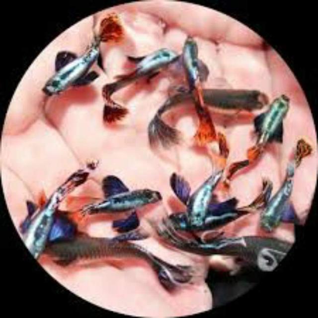 Guppys big ear red mosaic