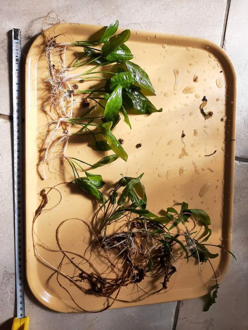 Lot de 2 variétés de cryptocoryne