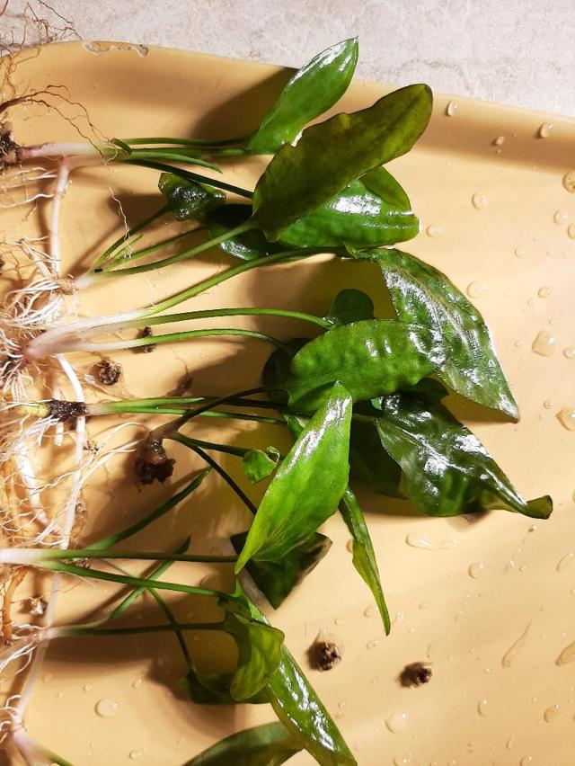 Lot de 2 variétés de cryptocoryne