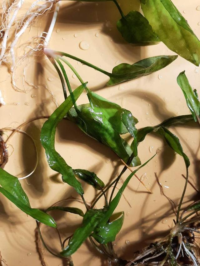 Lot de 2 variétés de cryptocoryne