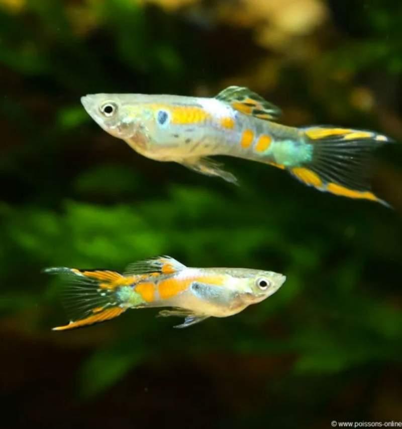 Guppy Endler Mâle